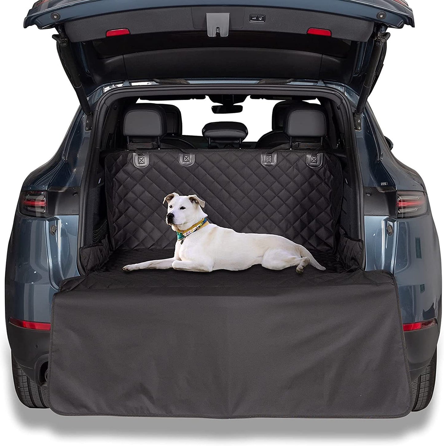 dog showing how this product works 